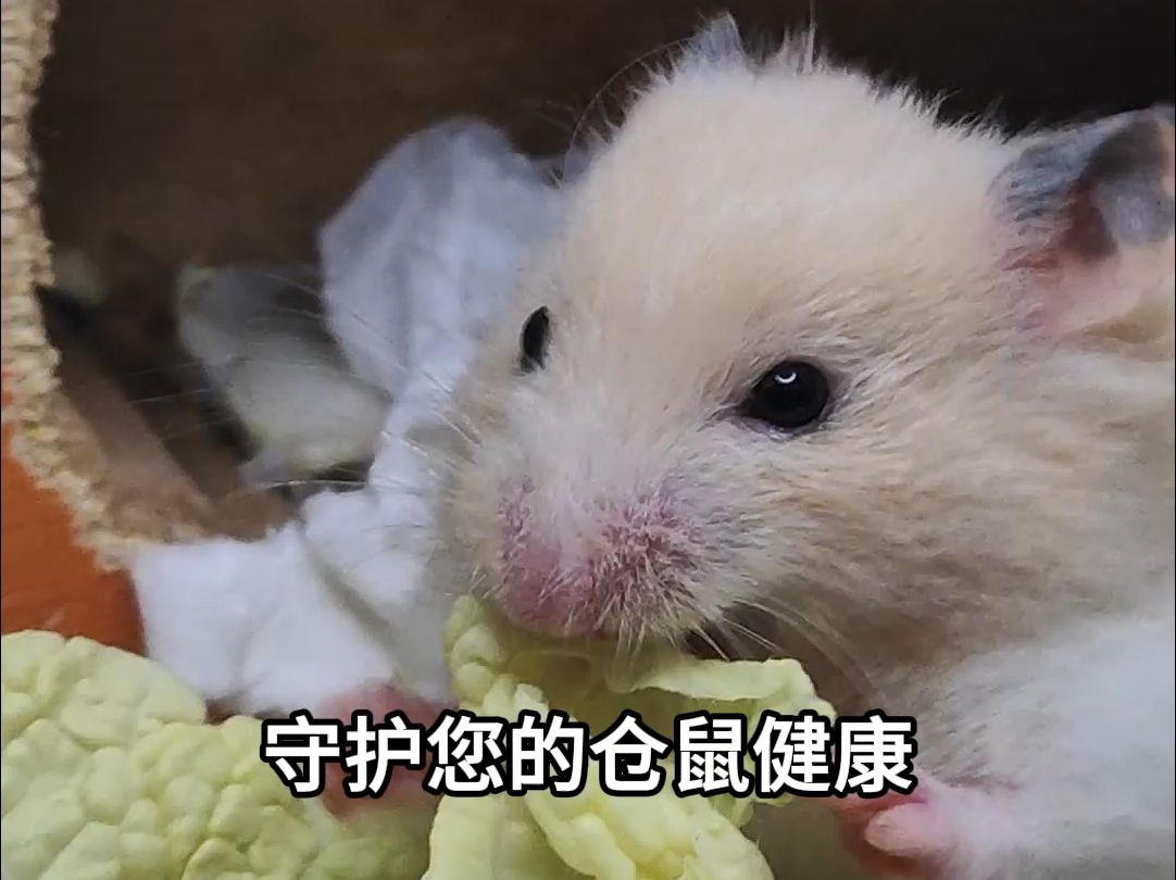 仓鼠饮食禁忌
