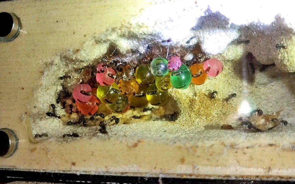 活体糖果の蜜罐蚁
