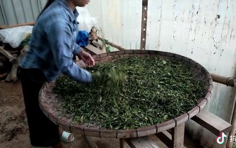 普洱茶生茶制作工艺哔哩哔哩bilibili