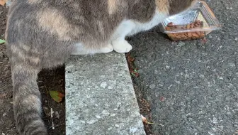 葛西臨海公園の付近で撮った猫1 ๑ W ๑ ๑ ๑ 哔哩哔哩 Bilibili 葛西臨海公園の付近で撮った猫1 ๑ W ๑ ๑ ๑ 哔哩哔哩 Bilibili