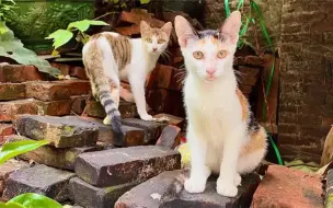 下载视频: 小奶猫与妈妈走失躲在半山，被一群流浪猫收养，看见喂食大胆出来