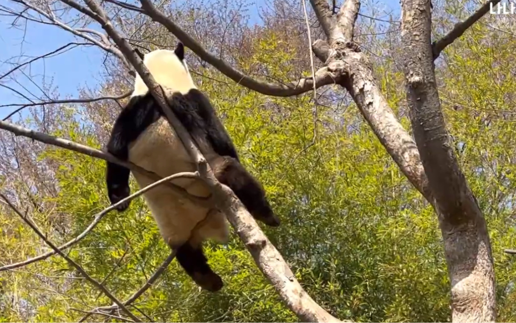 大熊猫福宝 挂树 220420