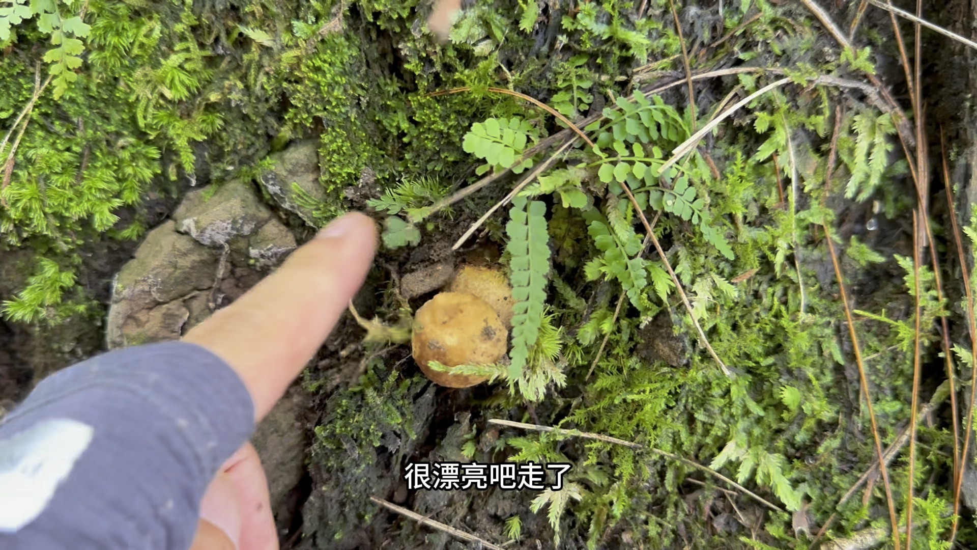 大脚菇的快乐来了