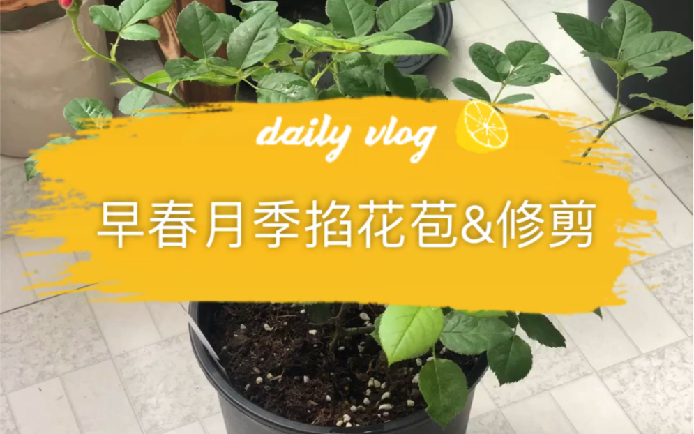 早春月季掐花苞&修剪【伊丽莎白的阳台花园】哔哩哔哩bilibili