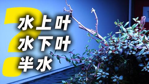 水草科普 什么是水上叶 水下叶 半水 哔哩哔哩 水草科普 什么是水上叶 水下叶 半水 哔哩哔哩