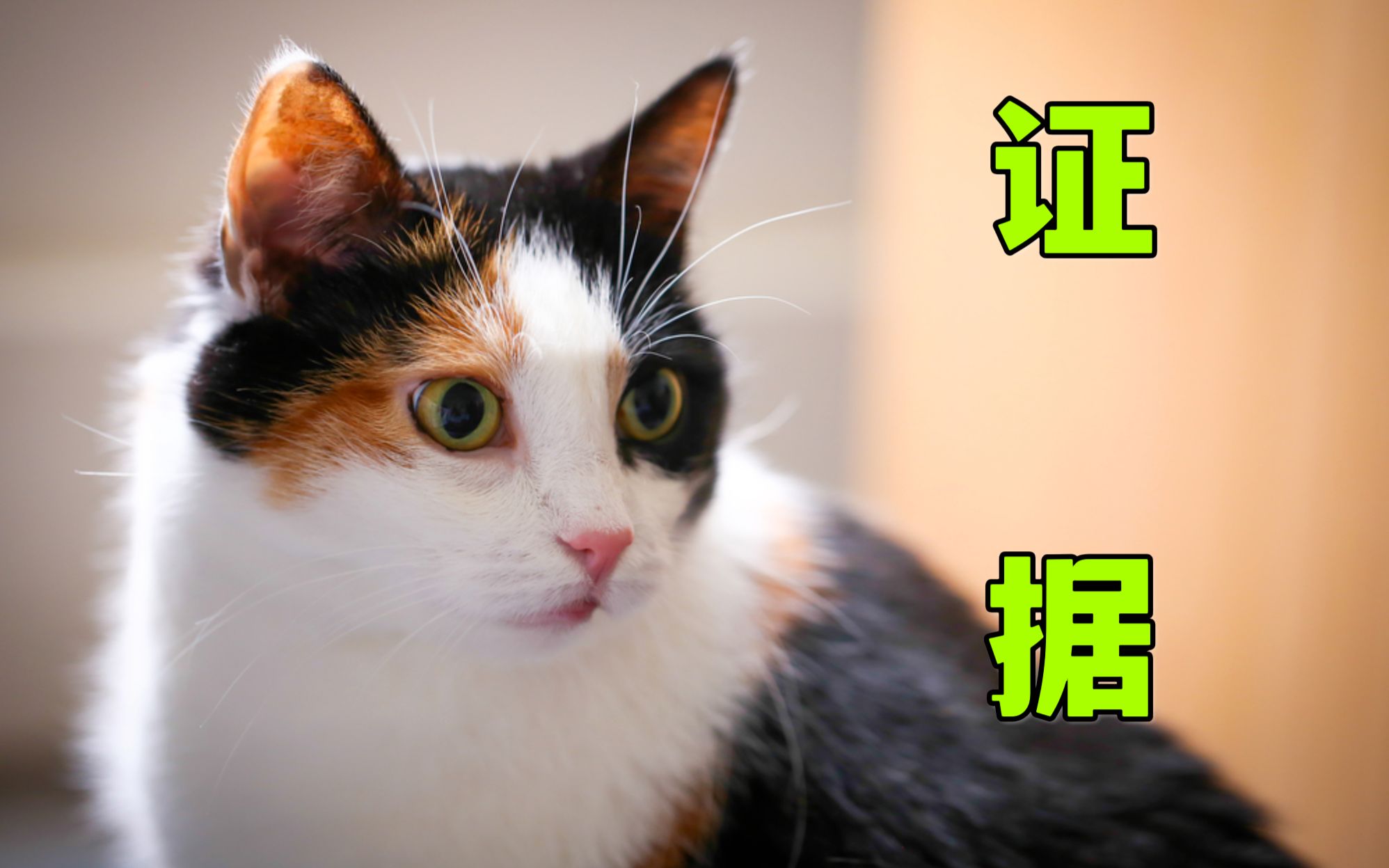 [图]不相信三花猫是猫界大美女？证据来了！