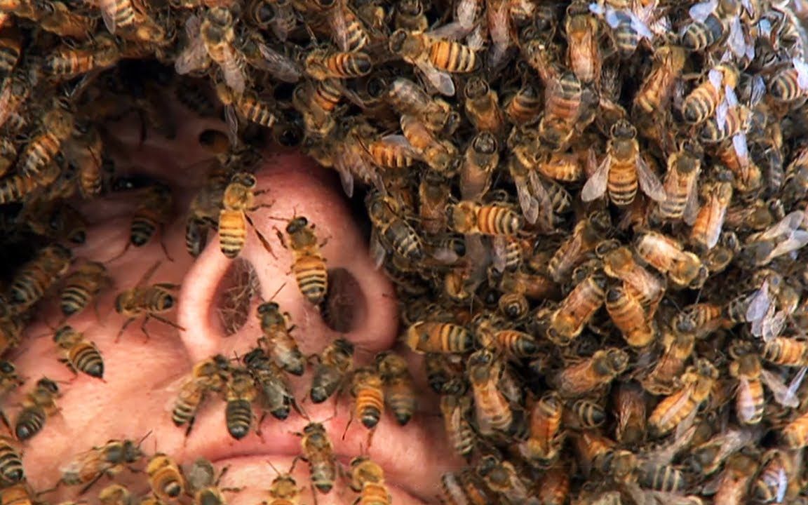 [图]拍死一只蜜蜂,却付出了生命的代价,你知道是什么生物