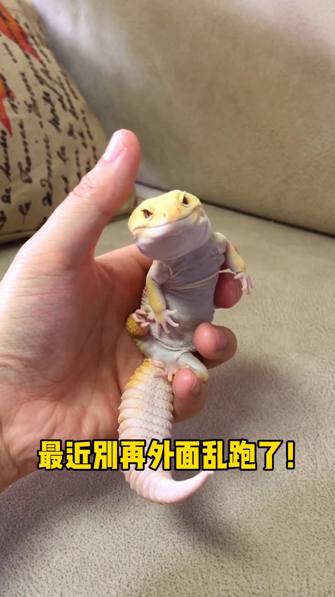 年底快到了,偷猪的人变多了