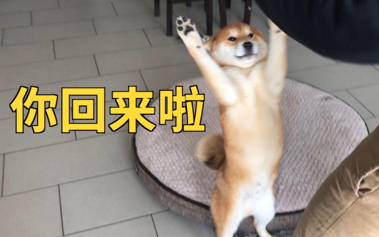 全网记忆最短的柴犬 最多只有三秒 不能再多了!哔哩哔哩bilibili