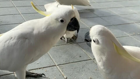 大葵花凤头鹦鹉 蒜黄之争 哔哩哔哩 Bilibili