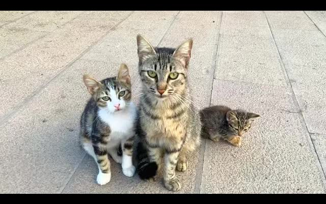 [图]Kittens living on the street with their mother want food and love