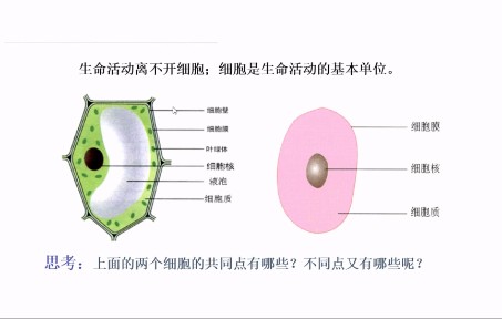 [图]必修一第一章第二节 细胞的多样性与统一性之原核细胞与真核细胞