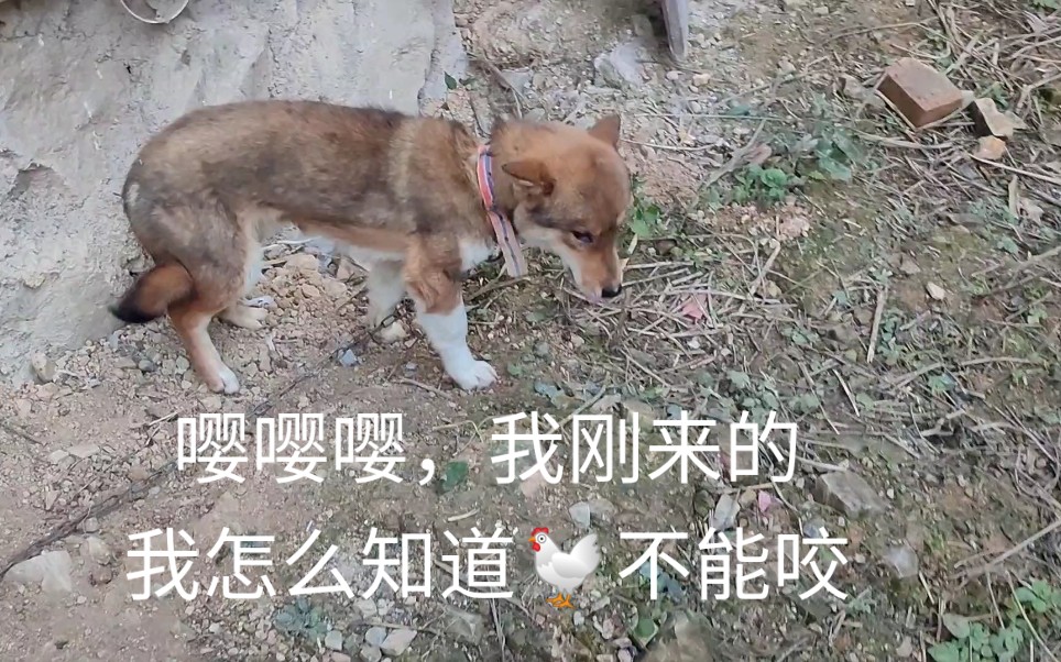 流浪到同学山庄的三色杂交狐狸犬 因为不懂规矩咬死两只鸡被关禁闭两星期哔哩哔哩bilibili