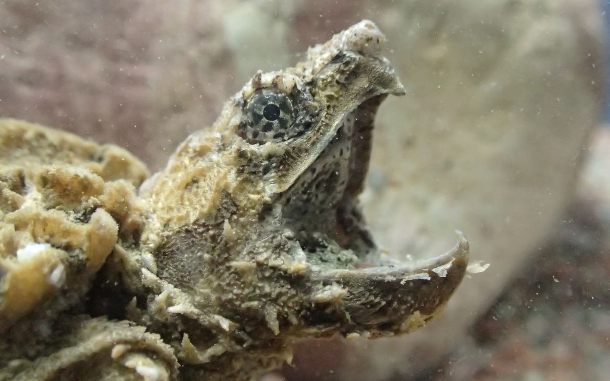 鳄龟大鳄兴奋地捕食龟粮