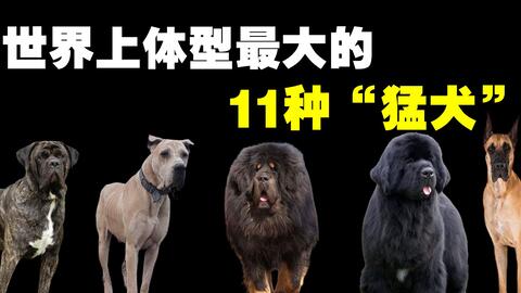 11种大型猛犬排名 你见过世界上最大的狗吗 哔哩哔哩