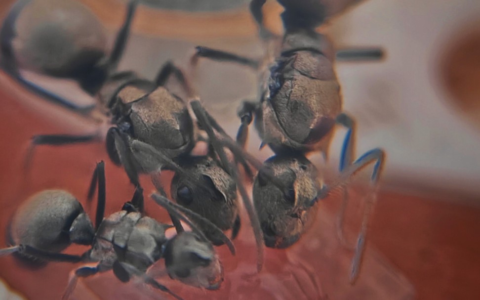 梅氏多刺蚁一家三口