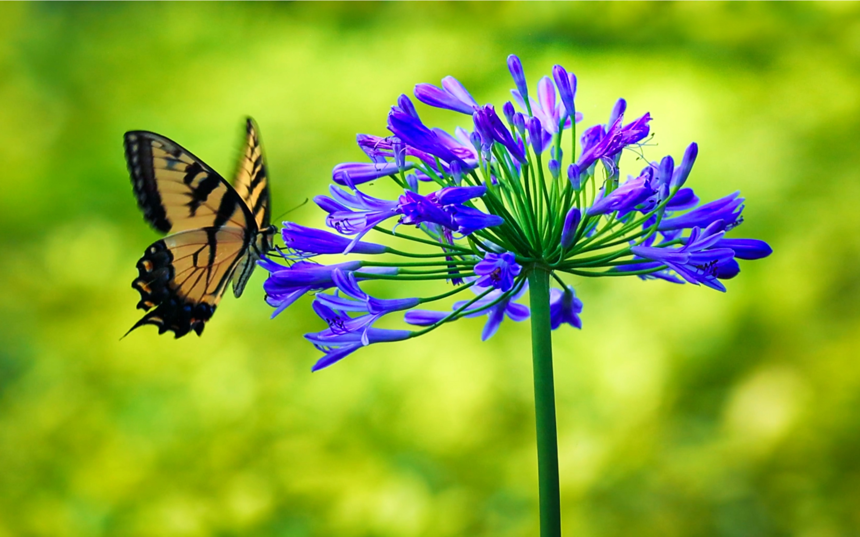 埃内斯托·科塔萨尔(ernesto cortazar)《变成一只蝴蝶》 拍摄于美国