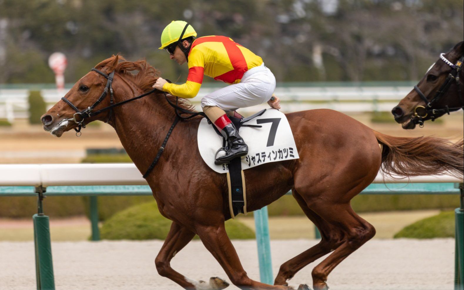 【日本赛马】12月25日 阪神5r 2岁新马 ジャスティンカツミ