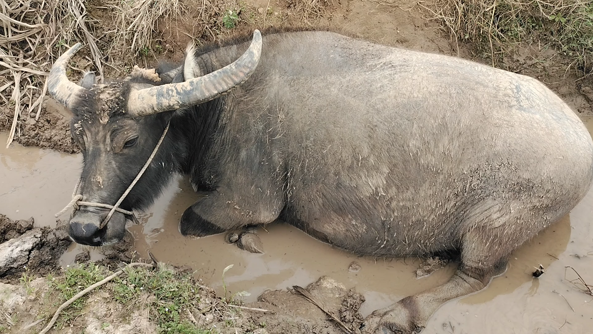 活动  大水牛牛90躺在水沟里休息,它太累啦,天气又很闷热