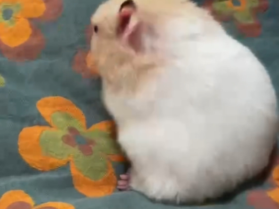 因鼠子的一颗巧克力豆引发的珂式文学