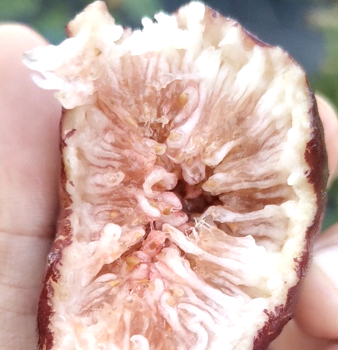 玛斯义陶芬无花果,一个被误解的品种,果子很大,甜度也不低,果子里面还