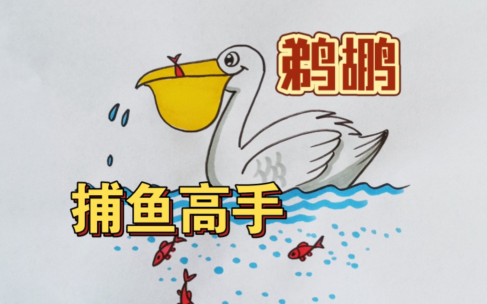 鹈鹕简笔画图片