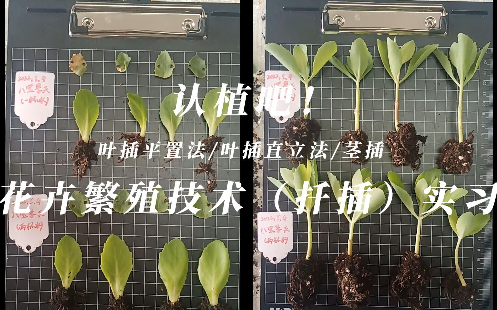 认植吧!| 花卉繁殖技术(扦插)实习 | 叶插平置法 | 叶插直立法 | 茎插哔哩哔哩bilibili