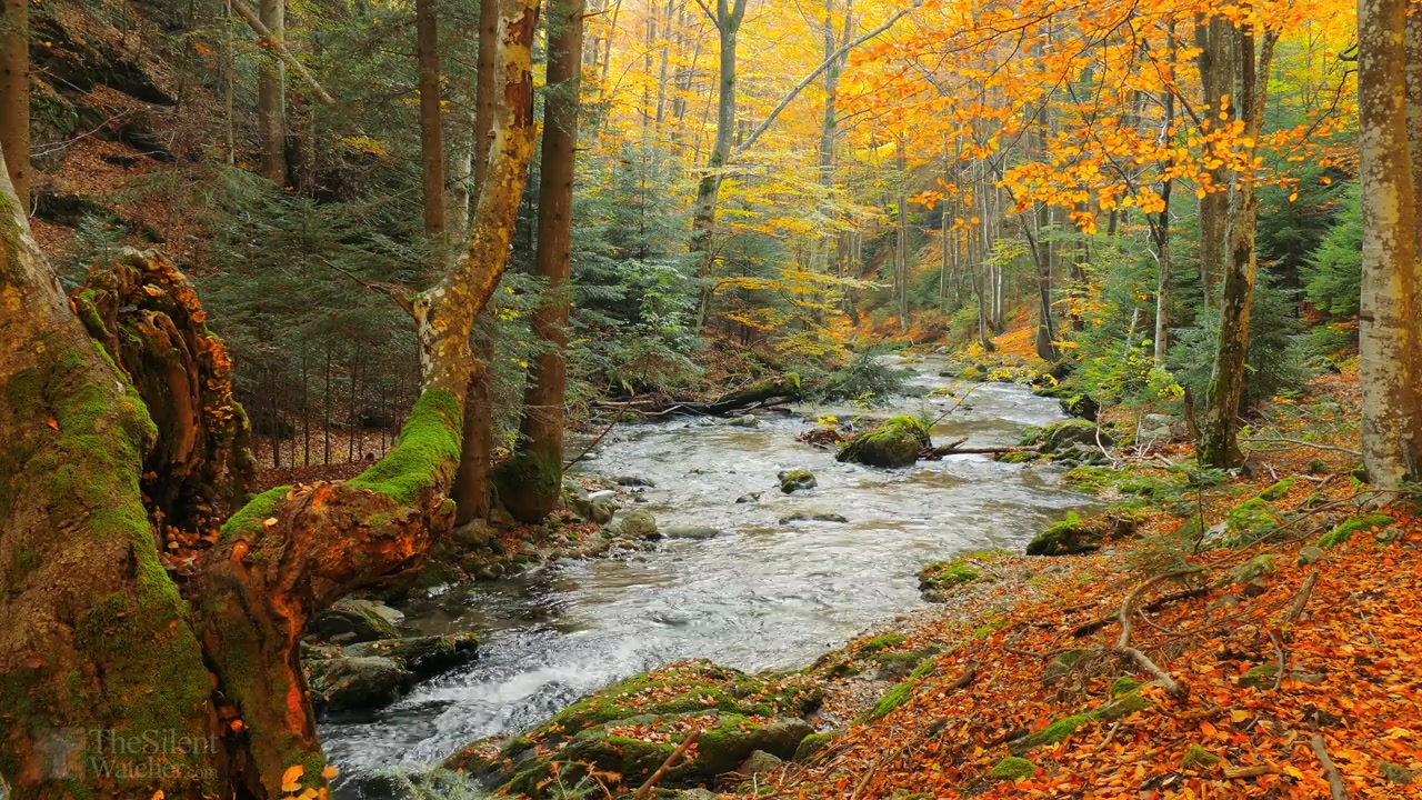 [图]【自然&放松】秋季的森林（自然声音）Autumn Forest - Relaxing Nature Video & River Sounds