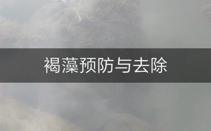 鱼缸褐藻预防与去除哔哩哔哩bilibili