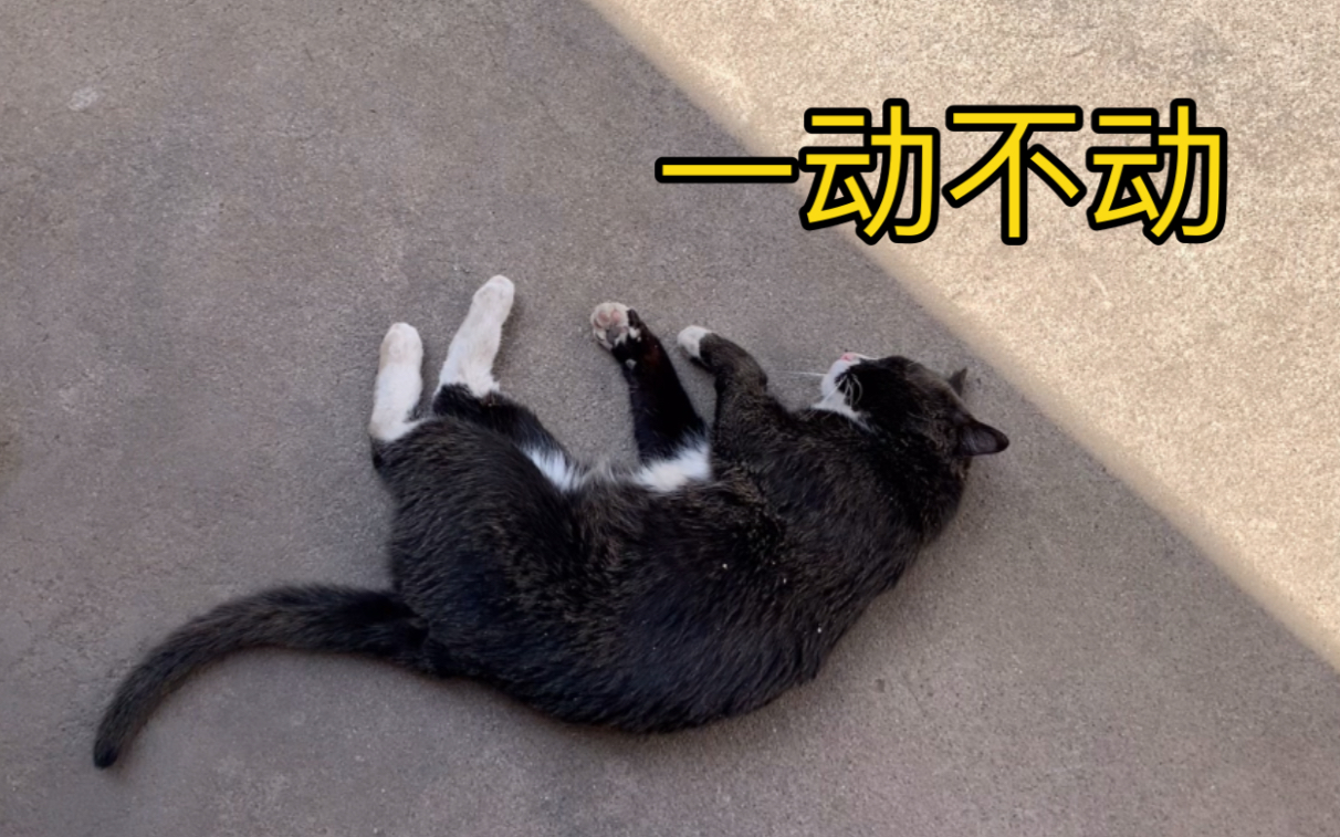 猫咪装死想看看主人的反应,结果气急败坏