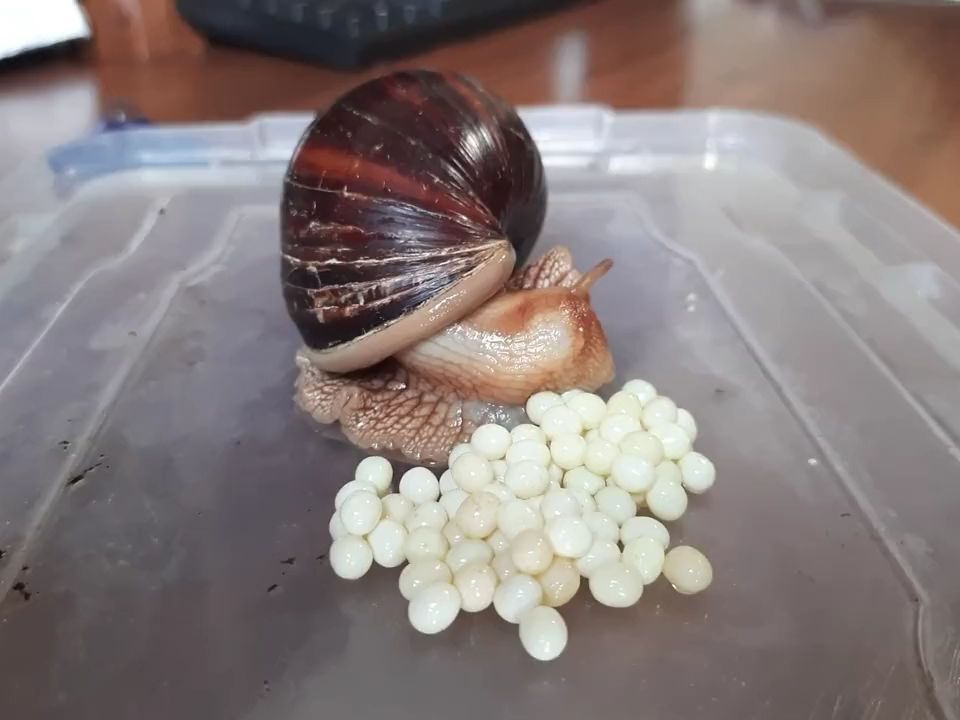 100天手养白玉蜗牛,小蜗牛们繁殖啦