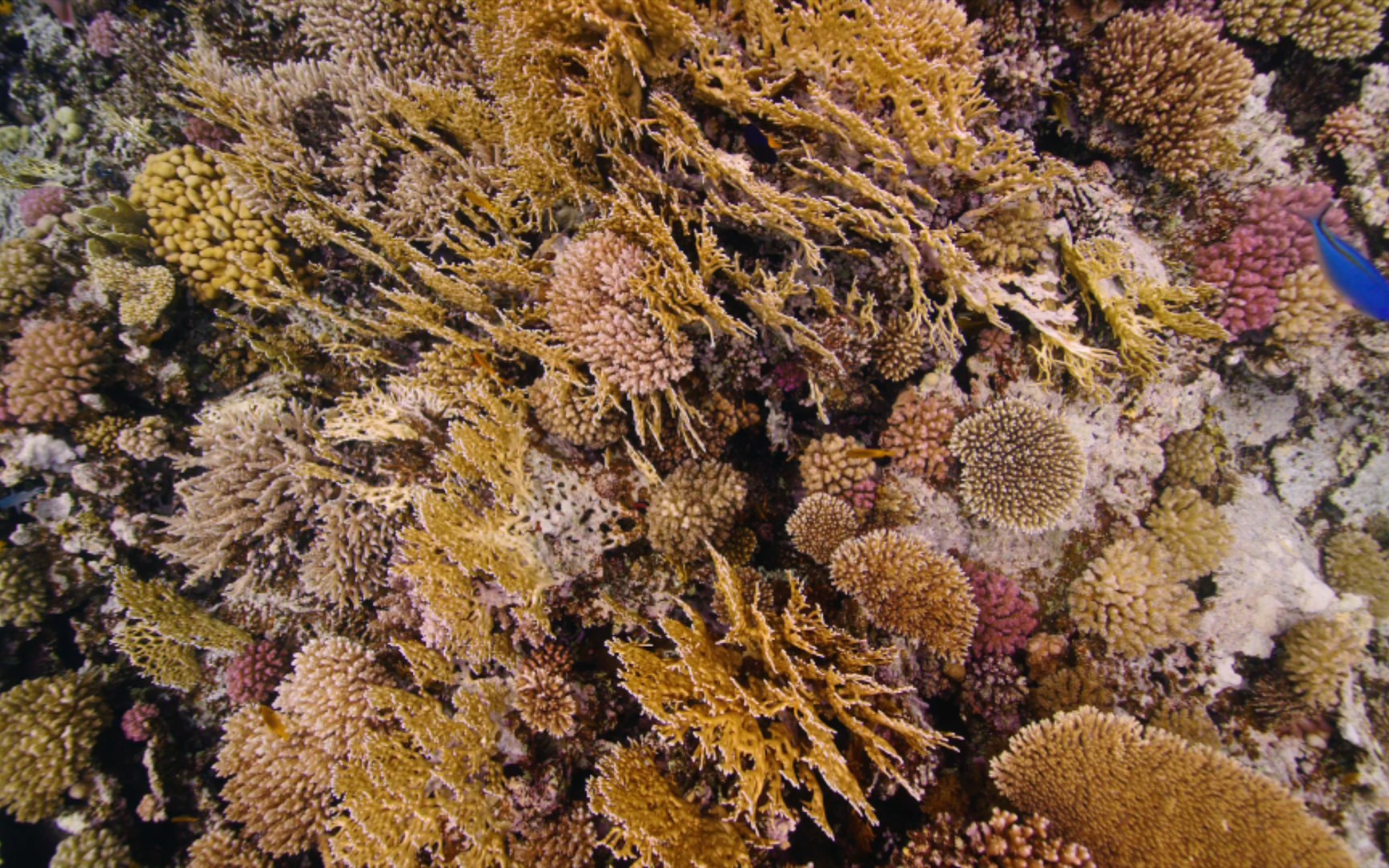 红海珊瑚礁:潜水爱好者的天堂!