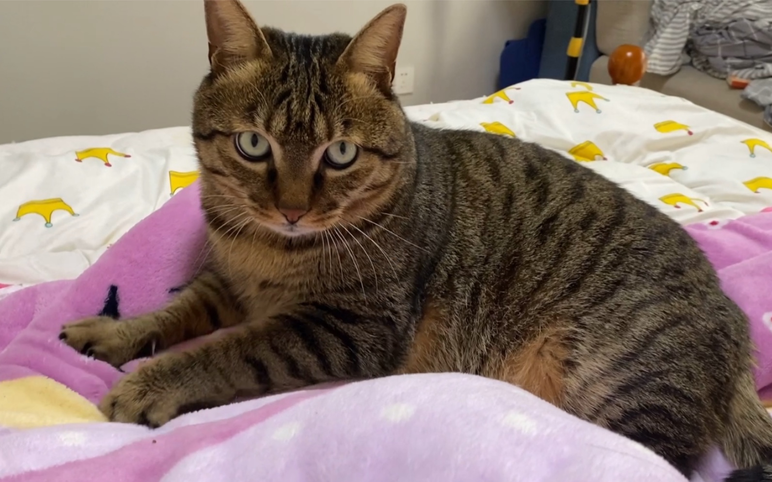 只有狸花猫能把踩奶踩的像寻仇一样叭