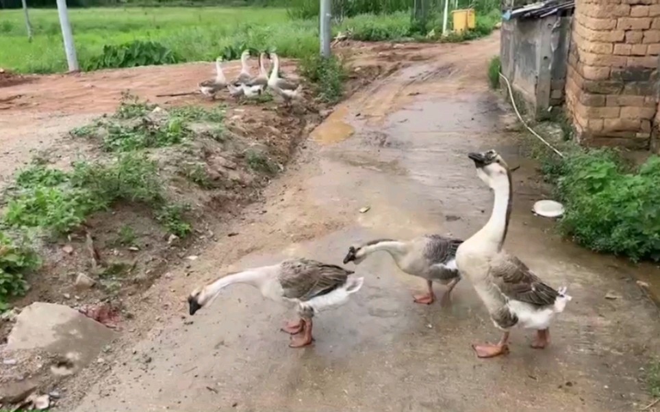 [图]孩子们好像对于任何的动物都感兴趣，这几只呱呱叫的鸭子，伸长了脖子，叫唤着，红掌稳稳的抓着地面走着，go for a walk ！有时间去乡间，闻闻泥土味，多好呀