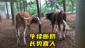 Descargar video: 牛犊如何轻松断奶？养牛三年多，方法很不错牛犊长势喜人