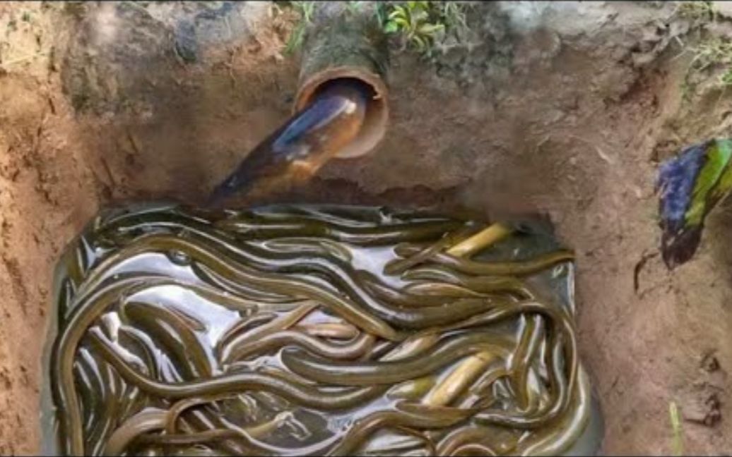 黄鳝这个洞好滑不如我们进去玩玩