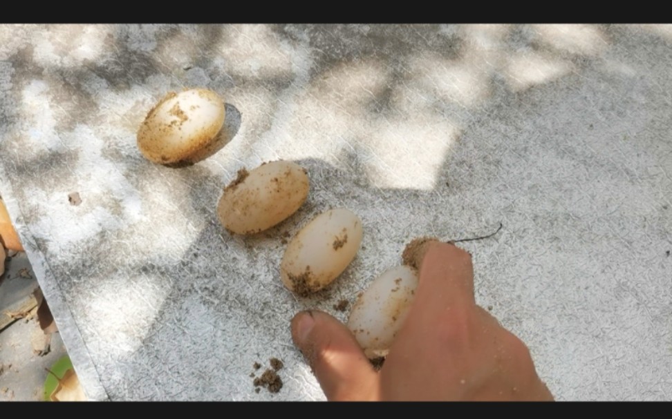 今年的第一窝黄缘龟蛋出坑了