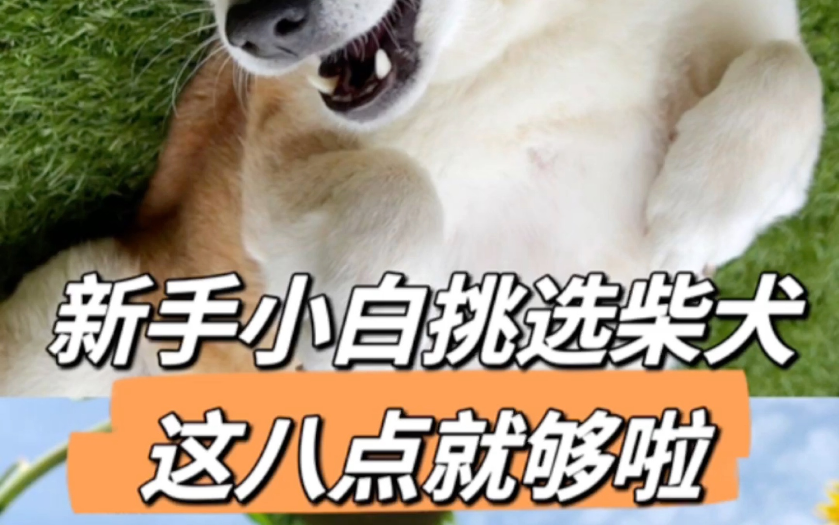 [图]新手小白挑选柴犬，这八点就够啦！