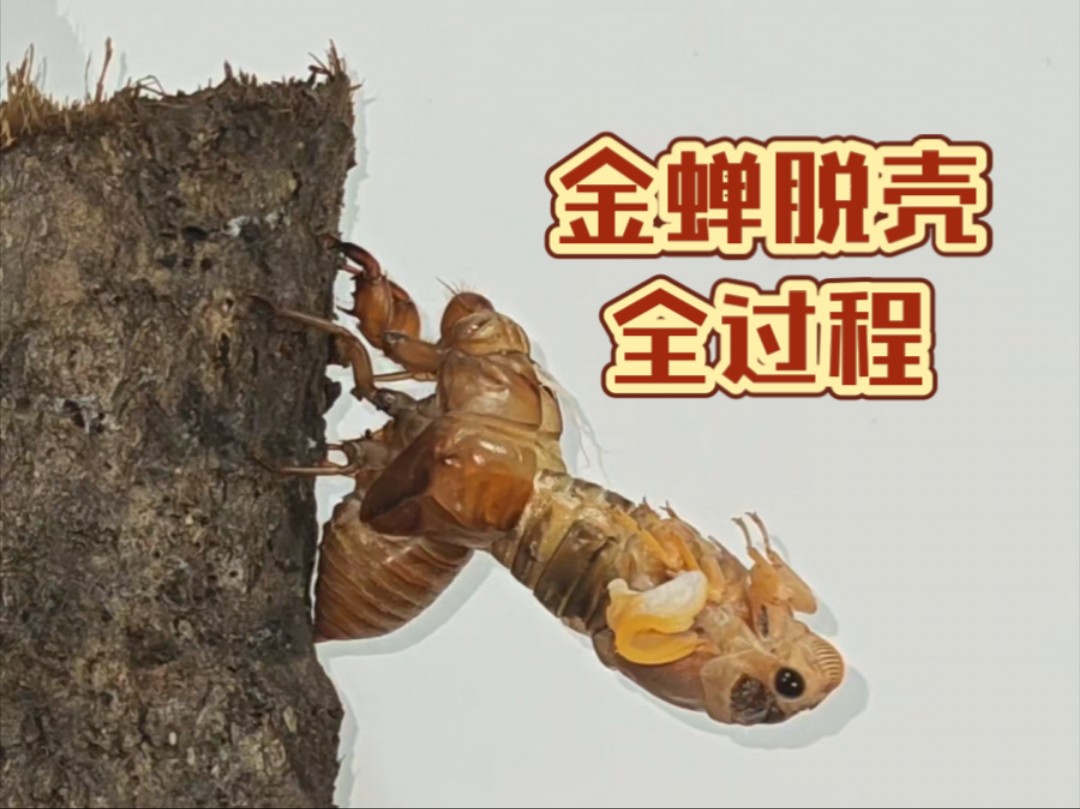 实拍金蝉脱壳全过程,视频已加速