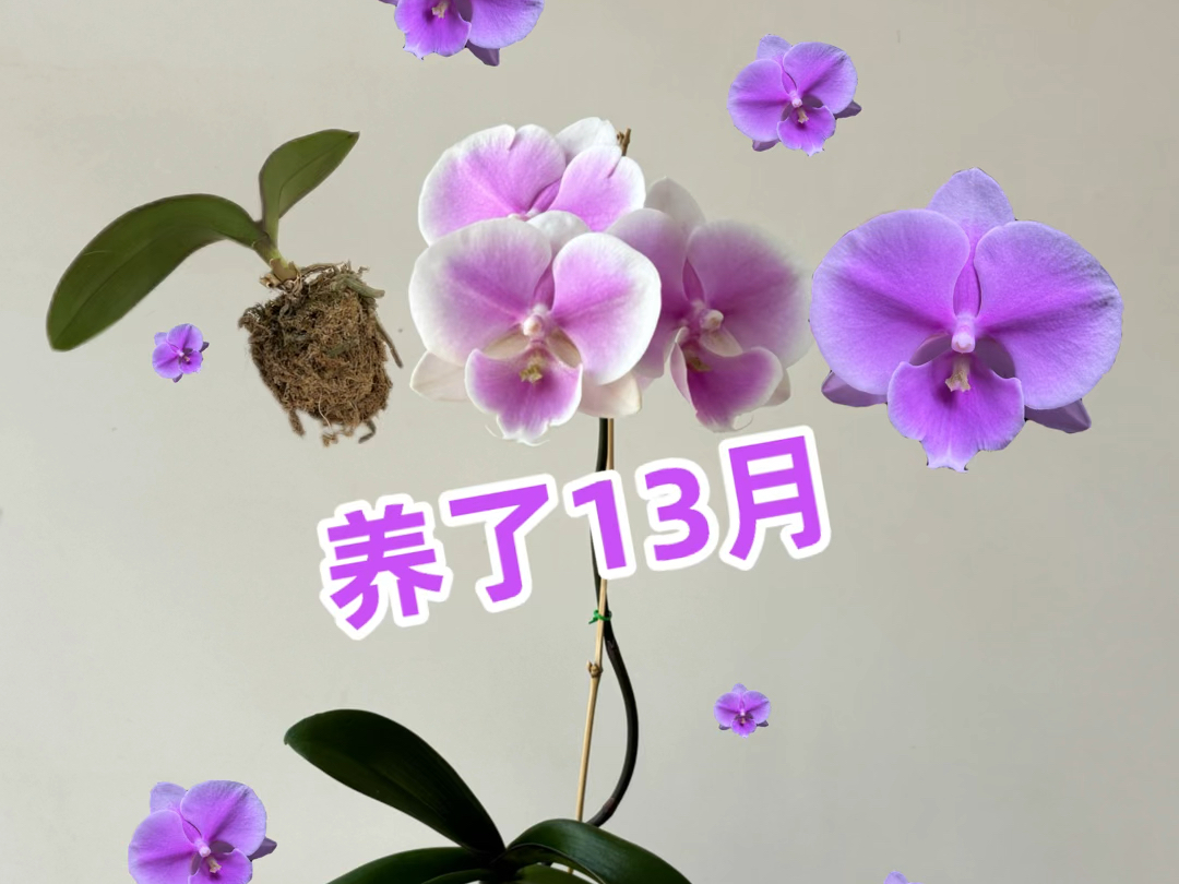 蝴蝶兰终于开花了哔哩哔哩bilibili