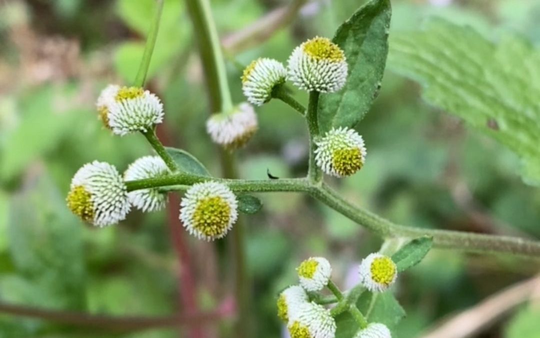 鱼眼草,又名金鱼草,金盏花,是一种常见的草本植物.