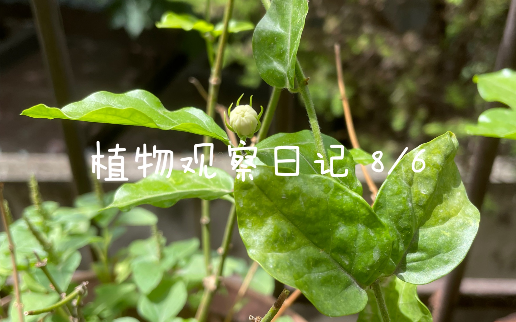 植物观察日记 8/6哔哩哔哩bilibili