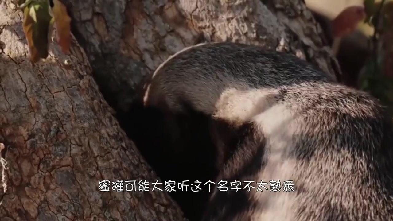 [图]世界上胆子最大的动物！就没有它怕的东西，来见识一下平头哥的厉害！