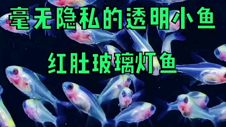 毫无隐私的透明小鱼,红肚玻璃灯鱼哔哩哔哩bilibili