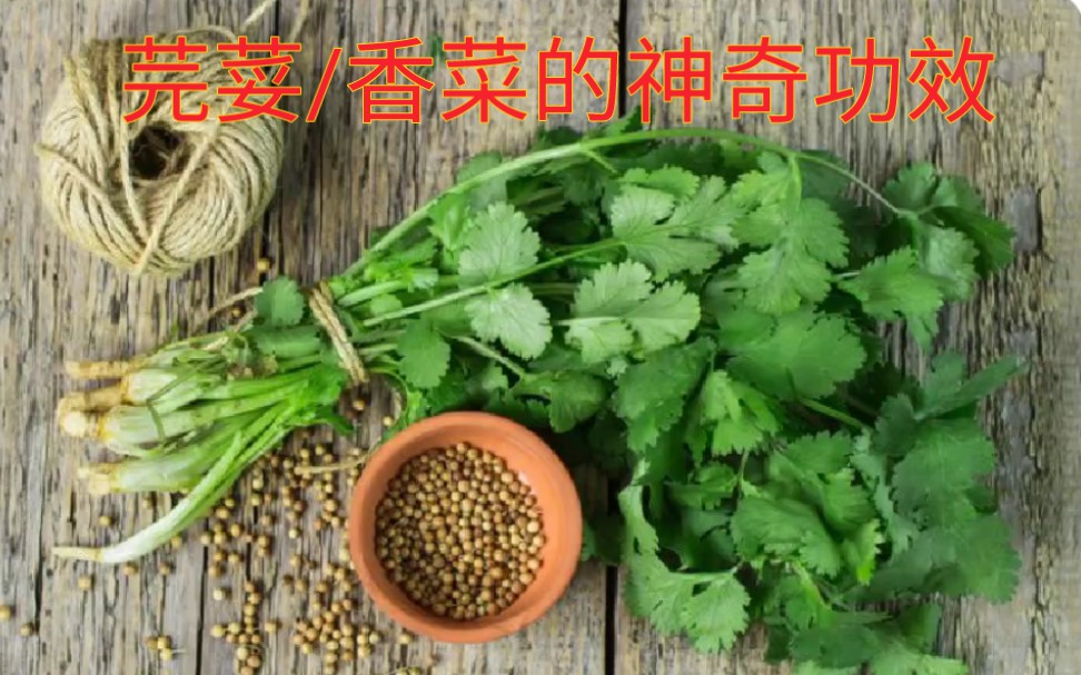 芫荽/香菜的神奇功效 #食物健康养生排毒体系