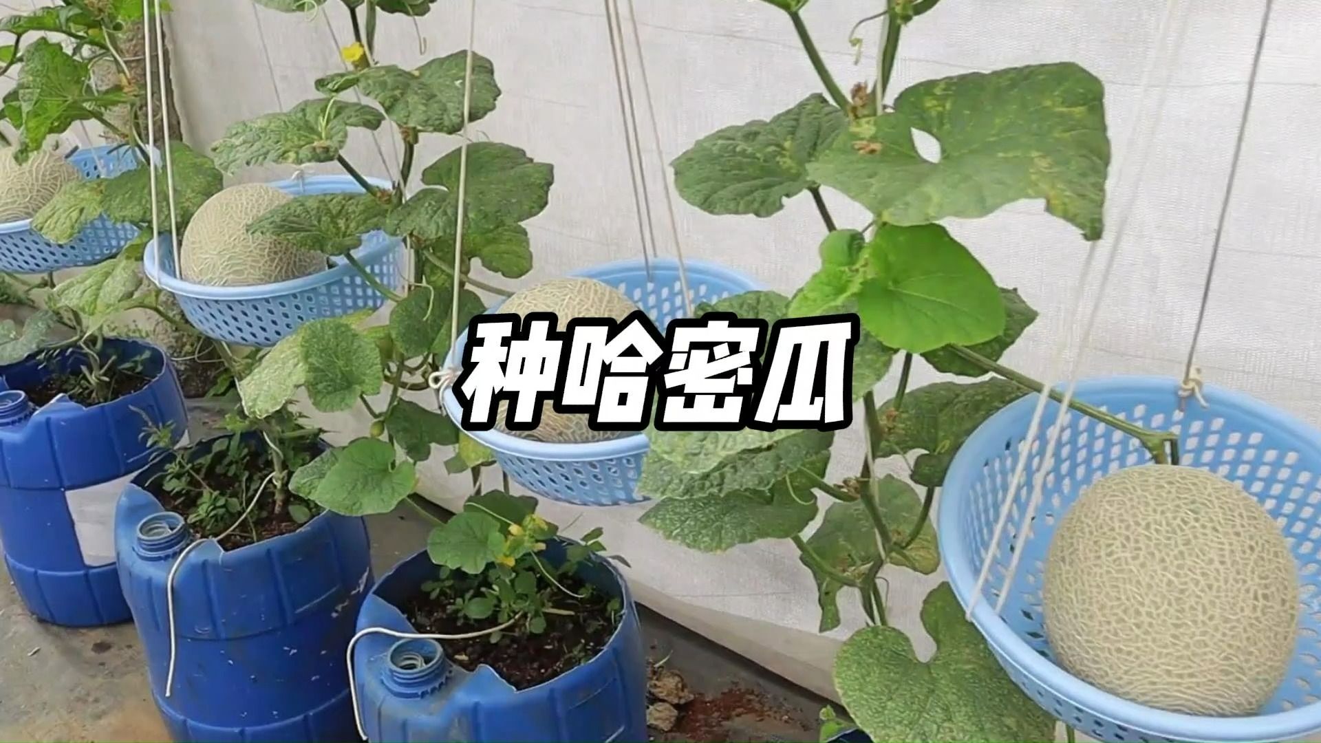 把哈密瓜的种子单独取出来种植,会发生什么呢哔哩哔哩bilibili