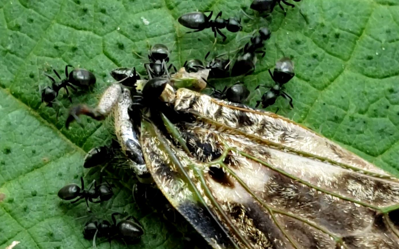 白足狡臭蚁聚集啃食翅膀