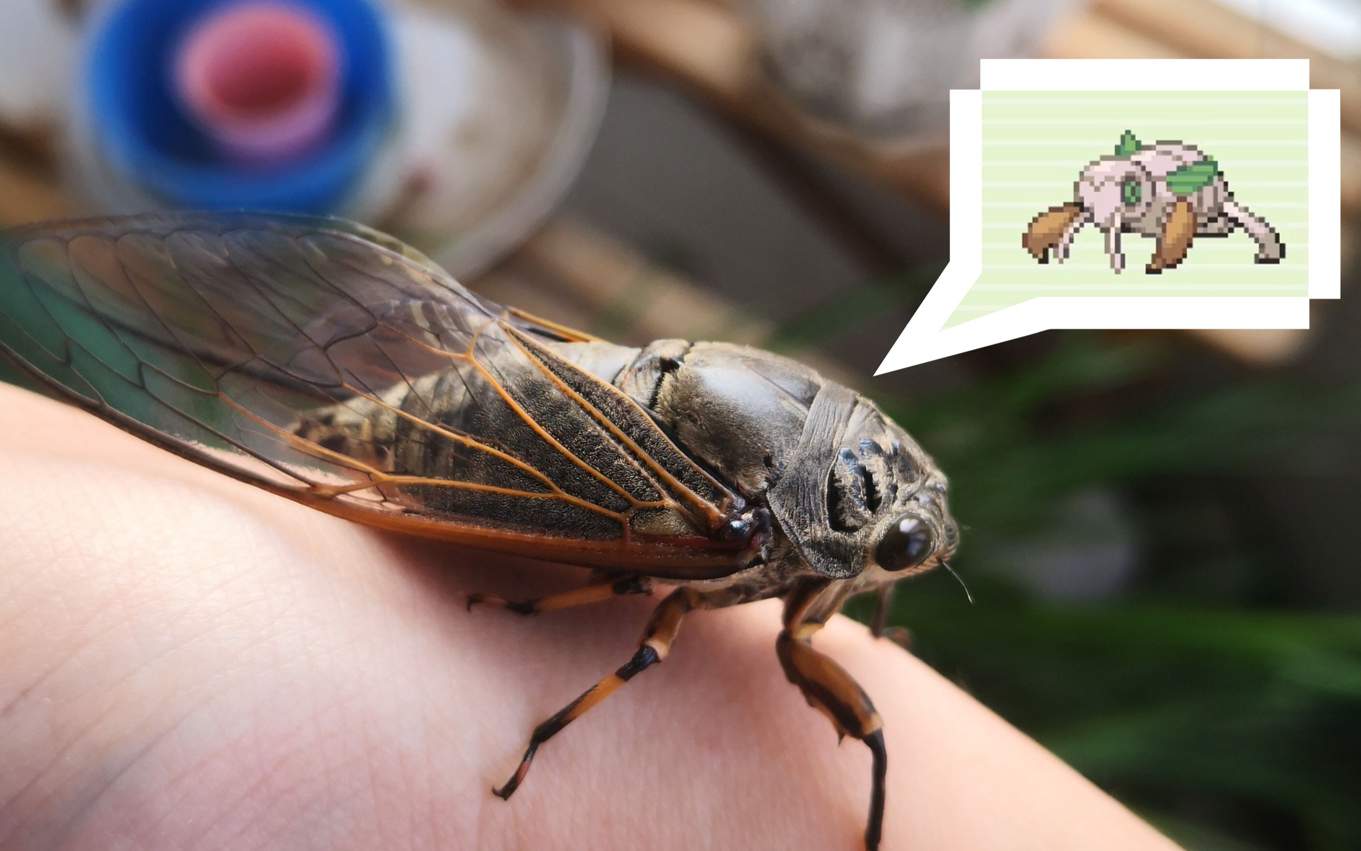 第一次观察"土居忍士"进化——蝉的蜕皮