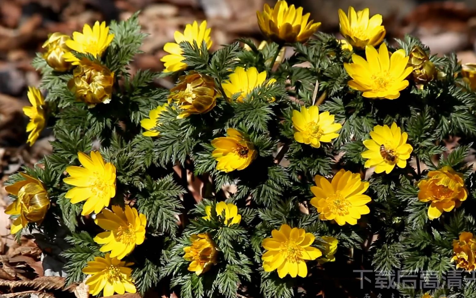 s237 2K画质野外大自然鲜花盛开春暖花开各种鲜花实拍视频素材ae模板 会声会影 视频背景 led舞台背景 LED视频素材 开场视频哔哩哔哩bilibili