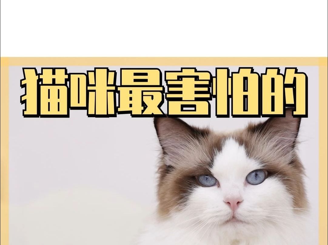 猫咪害怕的4种声音,一定要注意!哔哩哔哩bilibili